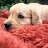 Golden retriever gorgeous dark puppies
