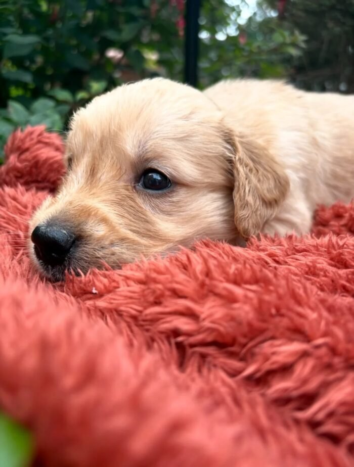 Golden retriever gorgeous dark puppies